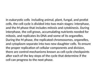 In eukaryotic cells including animal, plant, fungal, and protist
cells, the cell cycle is divided into two main stages: interphase,
and the M phase that includes mitosis and cytokinesis. During
interphase, the cell grows, accumulating nutrients needed for
mitosis, and replicates its DNA and some of its organelles.
During the M phase, the replicated chromosomes, organelles,
and cytoplasm separate into two new daughter cells. To ensure
the proper replication of cellular components and division,
there are control mechanisms known as cell cycle checkpoints
after each of the key steps of the cycle that determine if the
cell can progress to the next phase.
 
