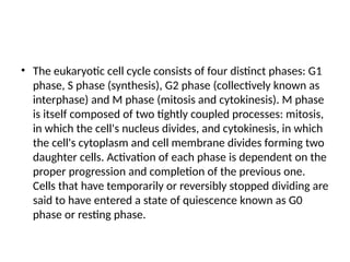 • The eukaryotic cell cycle consists of four distinct phases: G1
phase, S phase (synthesis), G2 phase (collectively known as
interphase) and M phase (mitosis and cytokinesis). M phase
is itself composed of two tightly coupled processes: mitosis,
in which the cell's nucleus divides, and cytokinesis, in which
the cell's cytoplasm and cell membrane divides forming two
daughter cells. Activation of each phase is dependent on the
proper progression and completion of the previous one.
Cells that have temporarily or reversibly stopped dividing are
said to have entered a state of quiescence known as G0
phase or resting phase.
 