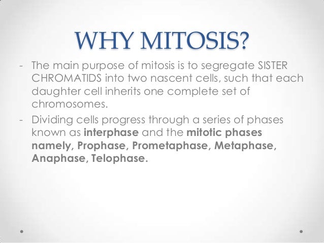 What is the purpose of mitosis?