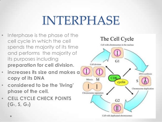 Cell Cycle Mitosis Interphase