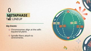 METAPHASE
THE LINEUP
Chromosomes align at the cell’s
equatorial plane.
Spindle fibers attach to
centromeres.
0
2
Key Events:
 