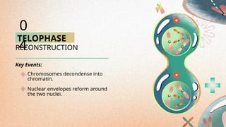 TELOPHASE
RECONSTRUCTION
Chromosomes decondense into
chromatin.
Nuclear envelopes reform around
the two nuclei.
0
4
Key Events:
 