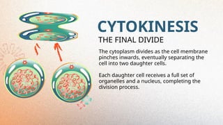 CYTOKINESIS
The cytoplasm divides as the cell membrane
pinches inwards, eventually separating the
cell into two daughter cells.
Each daughter cell receives a full set of
organelles and a nucleus, completing the
division process.
THE FINAL DIVIDE
 