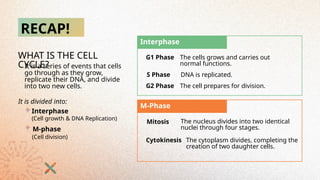 RECAP!
WHAT IS THE CELL
CYCLE?
It is a series of events that cells
go through as they grow,
replicate their DNA, and divide
into two new cells.
Interphase
S Phase
M-Phase
It is divided into:
Interphase
M-phase
(Cell growth & DNA Replication)
(Cell division)
Mitosis
G1 Phase
G2 Phase
The cells grows and carries out
normal functions.
DNA is replicated.
The cell prepares for division.
Cytokinesis
The nucleus divides into two identical
nuclei through four stages.
The cytoplasm divides, completing the
creation of two daughter cells.
 