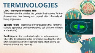 TERMINOLOGIES
DNA – Deoxyribonucleic acid
The molecule that carries the genetic instructions for the
development, functioning, and reproduction of nearly all
living organisms.
Spindle fibers - networks of microtubules that form the
spindle apparatus during eukaryotic cell division (mitosis
and meiosis)
Centromere - the constricted region on a chromosome
where the two identical sister chromatids join together after
DNA replication and where spindle fibers attach during cell
division (mitosis and meiosis).
 