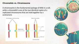 Chromatids vs. Chromosome
A chromosome is the fundamental package of DNA in a cell,
while a chromatid is one of the two identical copies of a
replicated chromosome that are held together by a
centromere.
 