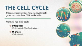 THE CELL CYCLE
This process describes how eukaryotic cells
grow, replicate their DNA, and divide.
There are two main parts:
Interphase
M-phase
(Cell growth & DNA Replication)
(Cell division)
 