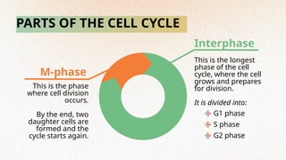 PARTS OF THE CELL CYCLE
Interphase
M-phase
This is the longest
phase of the cell
cycle, where the cell
grows and prepares
for division.
This is the phase
where cell division
occurs.
By the end, two
daughter cells are
formed and the
cycle starts again.
It is divided into:
G1 phase
S phase
G2 phase
 