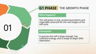 Checkpoint
G1 PHASE THE GROWTH PHASE
What happens?
The cell grows in size, producing proteins and
organelles essential for the next stages of the
cell cycle.
It ensures the cell is large enough, has
sufficient energy, and is ready to begin DNA
replication.
01
 