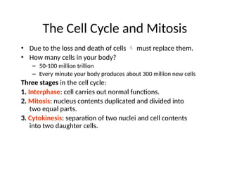 Cell Cycle and Mitosis PPT for Grade 11 2025 | PPTX