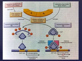 Cell cycle and molecular basis of cancer. | PPTX