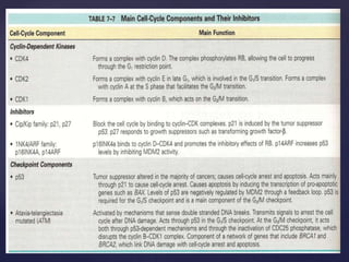 Cell cycle and molecular basis of cancer. | PPTX