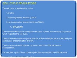 11
CELL CYCLE REGULATORS
The cell cycle is regulated by cycles.
1.Cyclins
2.cyclin-dependent kinases (CDKs)
3.cyclin-dependent kinase inhibitors (CDKIs).
1. CYLCLINS:
Their concentration varies during the cell cycle. Cyclins are the family of proteins
which regulates the cell cycle.
There are several types of cyclins that are active in different parts of the cell cycle
and causes phosphorylation of CDK.
There are also several “orphan” cyclins for which no CDK partner has
beenidentified.
For example, cyclin F is an orphan cyclin that is essential for G2/M transition.
There are two main groups of cyclins.
 
