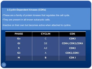 12
2.Cyclin-Dependent kinases (CDKs)
•These are a family of protein kinases that regulates the cell cycle.
•They are present in all known eukaryotic cells.
•Inactive on their own but becomes active when attached to cyclins.
 