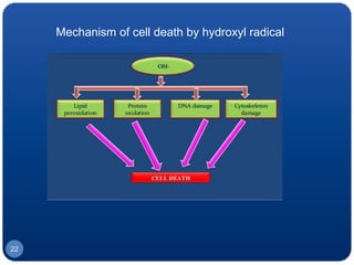 Mechanism of cell death by hydroxyl radical
22
 