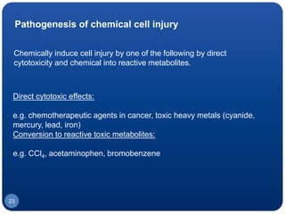Pathogenesis of chemical cell injury
Chemically induce cell injury by one of the following by direct
cytotoxicity and chemical into reactive metabolites.
Direct cytotoxic effects:
e.g. chemotherapeutic agents in cancer, toxic heavy metals (cyanide,
mercury, lead, iron)
Conversion to reactive toxic metabolites:
e.g. CCl4, acetaminophen, bromobenzene
23
 