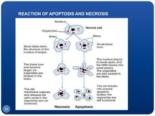 REACTION OF APOPTOSIS AND NECROSIS
25
 