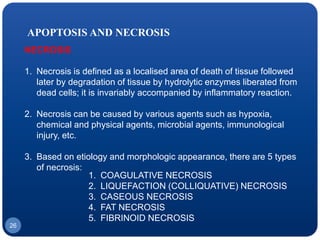 APOPTOSIS AND NECROSIS
NECROSIS
1. Necrosis is defined as a localised area of death of tissue followed
later by degradation of tissue by hydrolytic enzymes liberated from
dead cells; it is invariably accompanied by inflammatory reaction.
2. Necrosis can be caused by various agents such as hypoxia,
chemical and physical agents, microbial agents, immunological
injury, etc.
3. Based on etiology and morphologic appearance, there are 5 types
of necrosis:
1. COAGULATIVE NECROSIS
2. LIQUEFACTION (COLLIQUATIVE) NECROSIS
3. CASEOUS NECROSIS
4. FAT NECROSIS
5. FIBRINOID NECROSIS
26
 