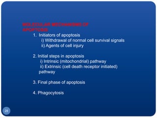 1. Initiators of apoptosis
i) Withdrawal of normal cell survival signals
ii) Agents of cell injury
2. Initial steps in apoptosis
i) Intrinsic (mitochondrial) pathway
ii) Extrinsic (cell death receptor initiated)
pathway
3. Final phase of apoptosis
4. Phagocytosis
MOLECULAR MECHANISMS OF
APOPTOSIS
28
 