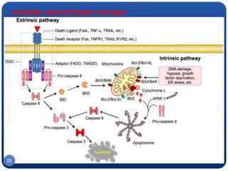 INTRINSIC AND EXTRINSIC PATHWAY
29
 