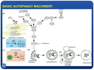 34
BASIC AUTOPHAGY MACHINERY
 
