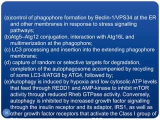 35
(a)control of phagophore formation by Beclin-1/VPS34 at the ER
and other membranes in response to stress signalling
pathways;
(b)Atg5–Atg12 conjugation, interaction with Atg16L and
multimerization at the phagophore;
(c) LC3 processing and insertion into the extending phagophore
membrane;
(d) capture of random or selective targets for degradation,
completion of the autophagosome accompanied by recycling
of some LC3-II/ATG8 by ATG4, followed by;
(e)Autophagy is induced by hypoxia and low cytosolic ATP levels
that feed through REDD1 and AMP-kinase to inhibit mTOR
activity through reduced Rheb GTPase activity. Conversely,
autophagy is inhibited by increased growth factor signalling
through the insulin receptor and its adaptor, IRS1, as well as
other growth factor receptors that activate the Class I group of
 