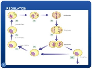 REGULATION
6
 