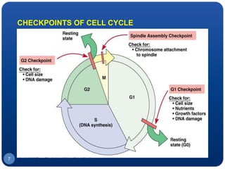 7
CHECKPOINTS OF CELL CYCLE
 