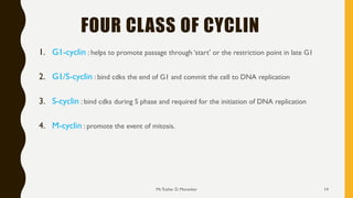 FOUR CLASS OF CYCLIN
1. G1-cyclin : helps to promote passage through ‘start’ or the restriction point in late G1
2. G1/S-cyclin : bind cdks the end of G1 and commit the cell to DNA replication
3. S-cyclin : bind cdks during S phase and required for the initiation of DNA replication
4. M-cyclin : promote the event of mitosis.
Mr.Tushar D. Morankar 14
 