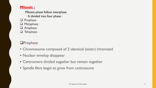 ❑Prophase
• Chromosome composed of 2 identical (sister) chromatid
• Nuclear envelop disappear
• Centromere divided together but remain together
• Spindle fibre begin to grow from centrosome
Mitosis :
Mitosis phase follow interphase
It divided into four phase :
❑ Prophase
❑ Metaphase
❑ Anaphase
❑ Telophase
Mr.Tushar D. Morankar 7
 