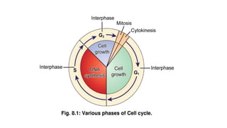 Cell cycle and regulation mitosis and meiosis and regulation | PPTX