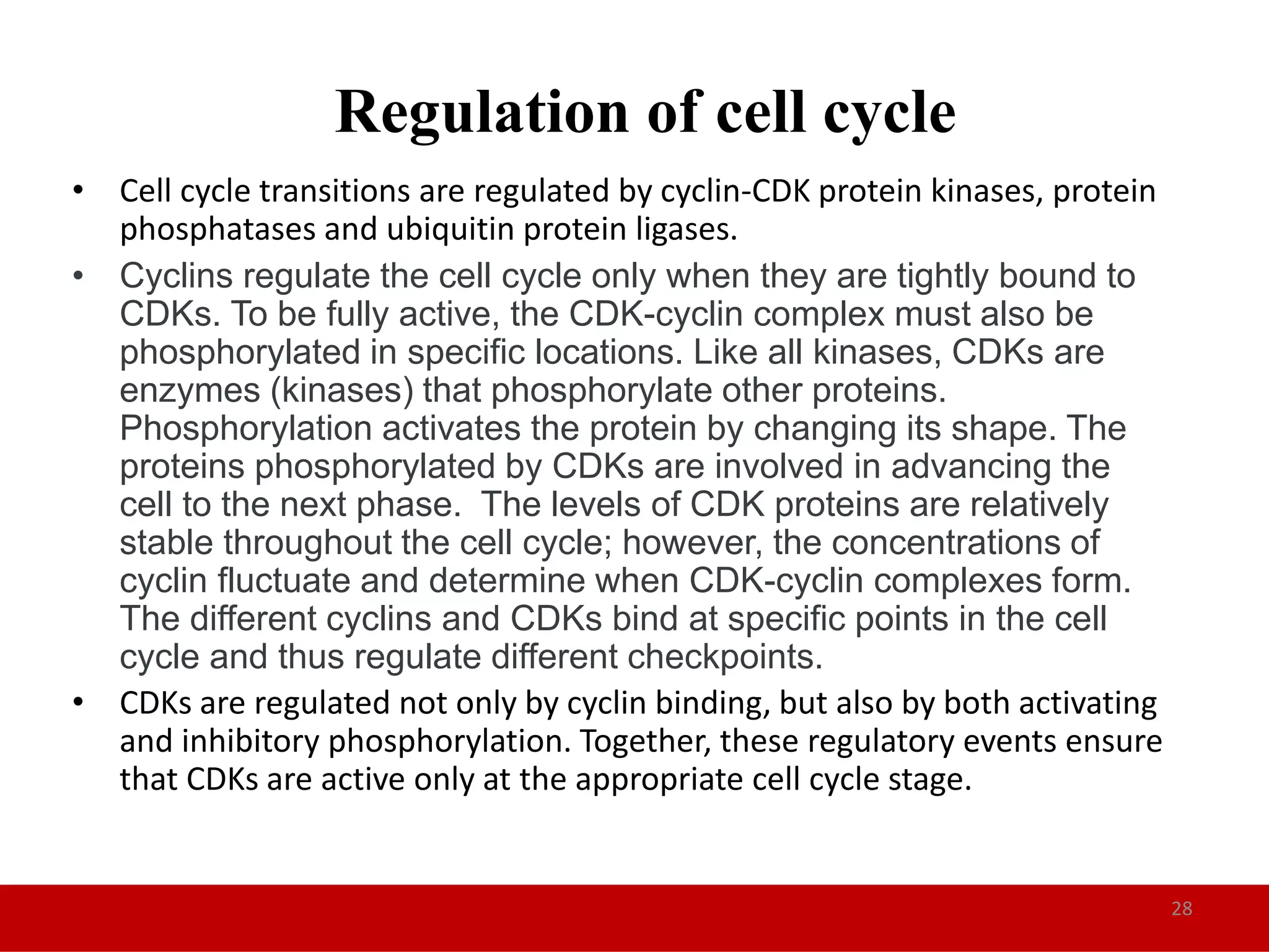 Cell cycle and regulation in eukaryotes | PPTX