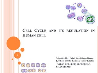 CELL CYCLE AND ITS REGULATION IN
HUMAN CELL
Submitted by: Sejal, Swati Gaur, Bhanu
Krishan, Diksha Kanwar, Tanvir Khehra
GGDSD COLLEGE, SECTOR 32C,
CHANDIGARH
1
 
