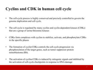 Cell cycle and regulation in eukaryotes | PPTX
