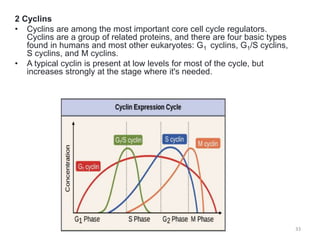 Cyklin Image Graph Cell cycle and regulation in eukaryotes | PPTX