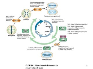 Cell cycle and regulation in eukaryotes | PPTX