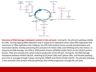 Cell cycle and regulation in eukaryotes | PPTX