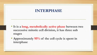 Interphase Example Slide View CELL CYCLE , MITOSIS ,MEIOSIS AND CELL REGULATION | PPTX