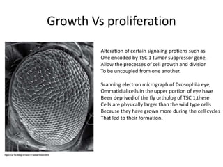 Growth Vs proliferation
Alteration of certain signaling protiens such as
One encoded by TSC 1 tumor suppressor gene,
Allow the processes of cell growth and division
To be uncoupled from one another.
Scanning electron micrograph of Drosophila eye,
Ommatidial cells in the upper portion of eye have
Been deprived of the fly ortholog of TSC 1,these
Cells are physically larger than the wild type cells
Because they have grown more during the cell cycles
That led to their formation.
 