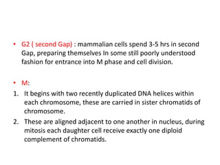 • G2 ( second Gap) : mammalian cells spend 3-5 hrs in second
Gap, preparing themselves In some still poorly understood
fashion for entrance into M phase and cell division.
• M:
1. It begins with two recently duplicated DNA helices within
each chromosome, these are carried in sister chromatids of
chromosome.
2. These are aligned adjacent to one another in nucleus, during
mitosis each daughter cell receive exactly one diploid
complement of chromatids.
 