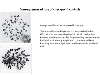 Consequences of loss of checkpoint controls
Always manifested as an altered karyotype
The normal human karyotype Is contrasted with that
Of a cell that has been deprived of rad 17 checkpoints
Protein, which Is responsible for preventing inadvertent re-
Replication of already –replicated chromosomal DNA,
Resulting in endoreduplication and increases in ploidy of
Cell.
 