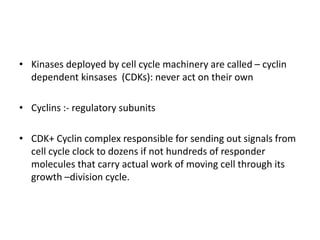• Kinases deployed by cell cycle machinery are called – cyclin
dependent kinsases (CDKs): never act on their own
• Cyclins :- regulatory subunits
• CDK+ Cyclin complex responsible for sending out signals from
cell cycle clock to dozens if not hundreds of responder
molecules that carry actual work of moving cell through its
growth –division cycle.
 