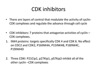 CDK inhibitors
• There are layers of control that modulate the activity of cyclin-
CDK complexes and regulate the advance through cell cycle
• CDK inhibitors: 7 proteins that antagonize activities of cyclin –
CDK complexes.
1. INK4 proteins: targets specifically CDK 4 and CDK 6. No effect
on CDC2 and CDK2, P16INK4A, P15INK4B, P18INK4C,
P19INK4D
2. Three CDKI: P21Cip1, p27Kip1, p57kip2-inhibit all of the
other cyclin –CDK complexes
 