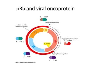 Prb Protein Cell cycle and therapeutic implications | PPTX