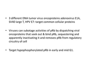 • 3 different DNA tumor virus oncoproteins adenovirus E1A,
SV40 large T, HPV E7: target common cellular proteins
• Viruses can subotage activities of pRb by dispatching viral
oncoproteins that seek out & bind pRb, sequestering and
apparently inactivating it and removes pRb from regulatory
circuitry of cell
• Target hypophosphorylated pRb in early and mid G1.
 