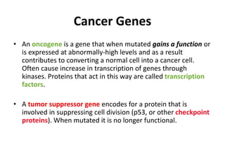 Cancer Genes
• An oncogene is a gene that when mutated gains a function or
is expressed at abnormally-high levels and as a result
contributes to converting a normal cell into a cancer cell.
Often cause increase in transcription of genes through
kinases. Proteins that act in this way are called transcription
factors.
• A tumor suppressor gene encodes for a protein that is
involved in suppressing cell division (p53, or other checkpoint
proteins). When mutated it is no longer functional.
 