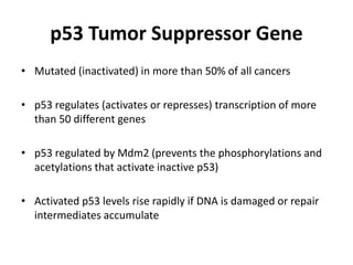 p53 Tumor Suppressor Gene
• Mutated (inactivated) in more than 50% of all cancers
• p53 regulates (activates or represses) transcription of more
than 50 different genes
• p53 regulated by Mdm2 (prevents the phosphorylations and
acetylations that activate inactive p53)
• Activated p53 levels rise rapidly if DNA is damaged or repair
intermediates accumulate
 