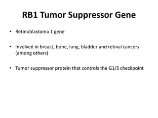 RB1 Tumor Suppressor Gene
• Retinoblastoma 1 gene
• Involved in breast, bone, lung, bladder and retinal cancers
(among others)
• Tumor suppressor protein that controls the G1/S checkpoint
 