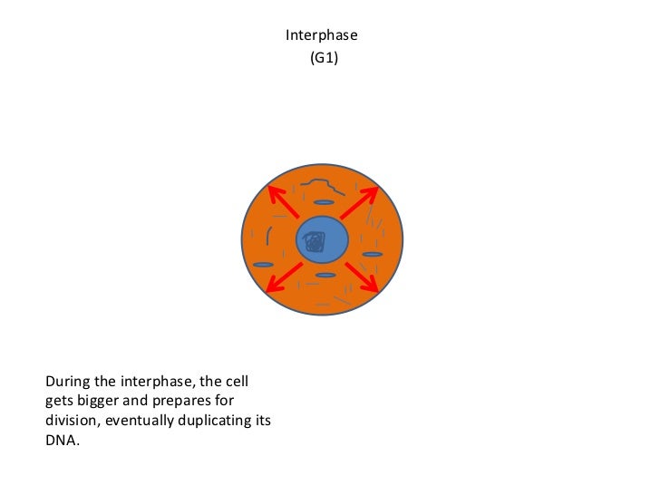 di 9 mitotic cell division flipbook cell cycle flip book