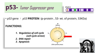 CANCER - cell cycle , apoptosis, RT, CT | PPTX